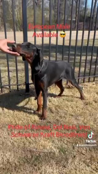 European Doberman Male in Olive Branch, Mississippi