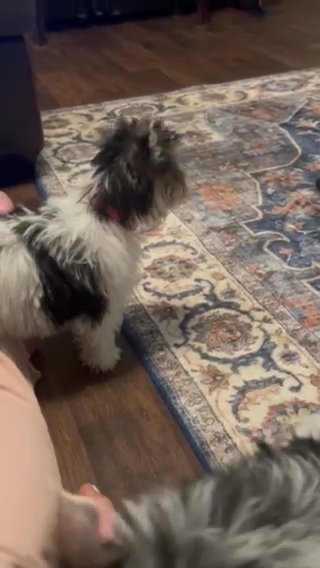 Parti yorkie Female in Hammond, Louisiana