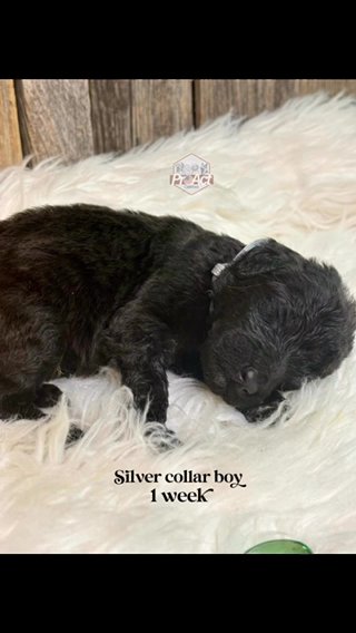 F1b Labradoodles Standards in Kalamazoo, Michigan