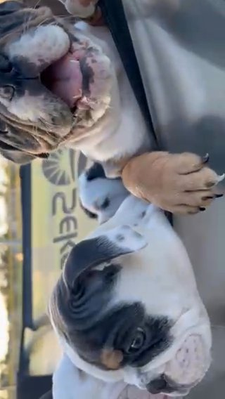 A Wagon Full Of Micro Bullies! in Eastvale, California