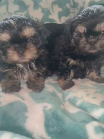 Shihtzu in Greensboro, North Carolina