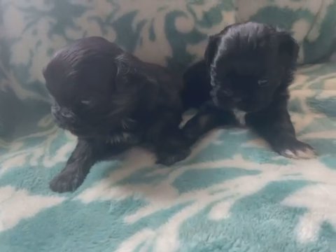 Shihtzus in Greensboro, North Carolina