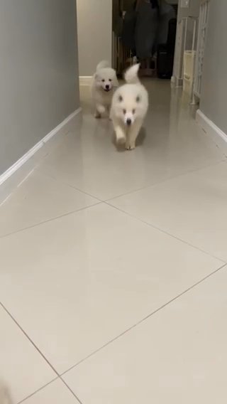 Wolf Samoyed Puppies in Miami, Florida