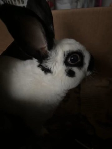 Cotton Ball in San Antonio, Texas