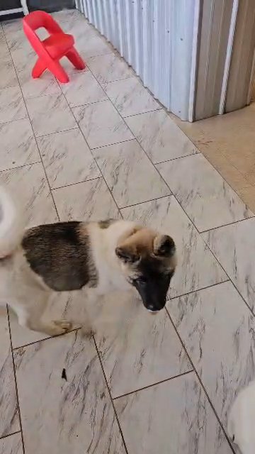 American Akita in Buffalo, New York