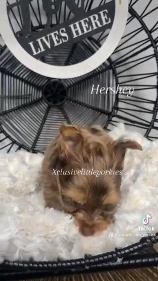 Chocolate Merle Yorkie in Country Club, Florida