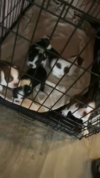 Boston Terrier Litter in Marietta, Georgia