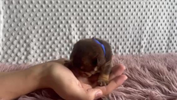 Akc Chocolate And Tan in Dallas, Texas