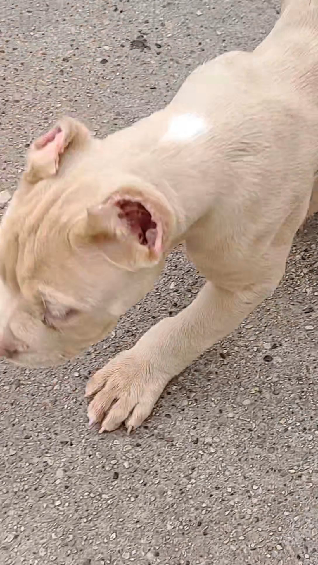 American Bully Puppies in Chicago, Illinois