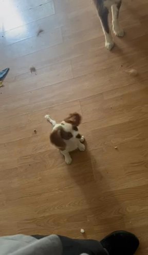 Cavalier in Kissimmee, Florida
