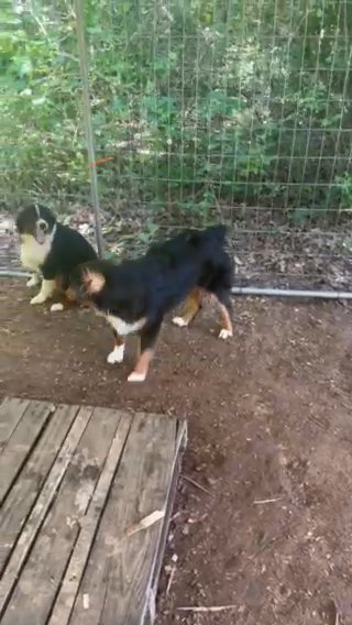 Mini Aussies in Henderson, Texas