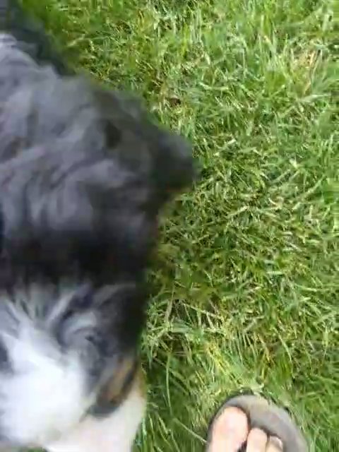 Gus in Goshen, Indiana