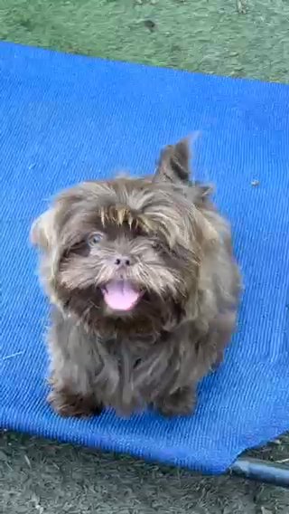 Akc Lavender shih Tzu in Belton, Texas