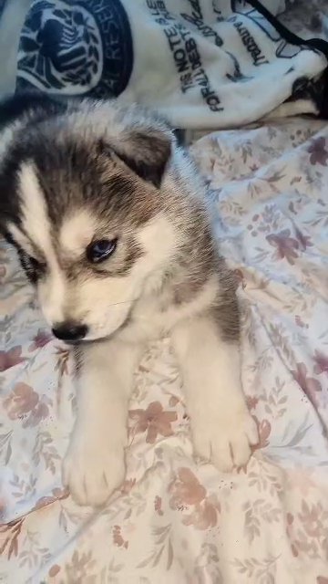 Siberian Husky Puppy in Stockton, California