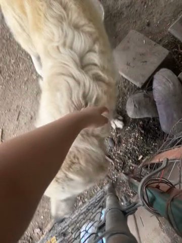 Great Pyrenees in Waco, Texas
