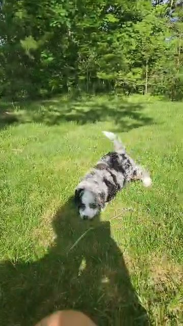 mini Bernedoodle Angel in South Bend, Indiana