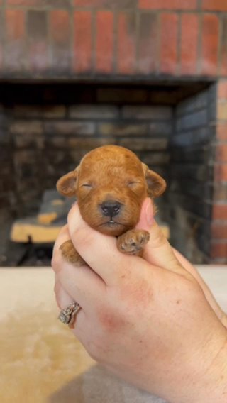 AKC Grandogs’ Milo in Huntsville, Alabama