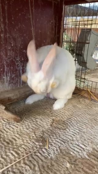 Cotton in Sulphur Springs, Texas