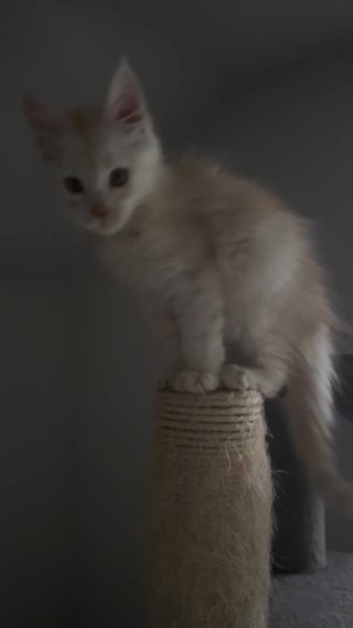 Tica Registered Mainecoon Male in Farmington, Michigan