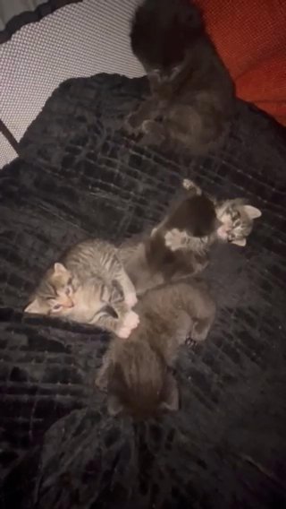 The 5 Musketeers in Philadelphia, Pennsylvania