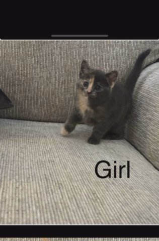 Kittens in Hesperia, California