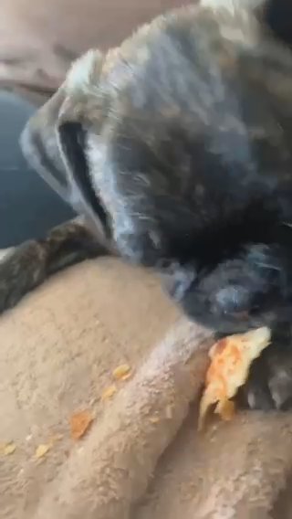 Pug And Boxen Terrier in Gadsden, Alabama