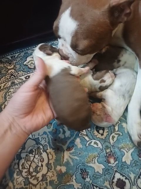 Chocolate Boston Terrier in Anniston, Alabama