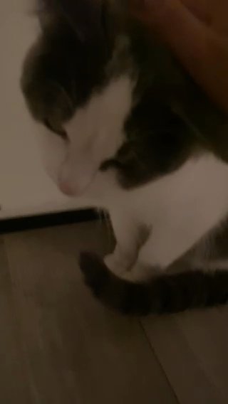 male kitty needs rehoming in Hesperia, California