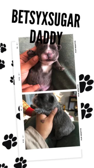 Blue Fluffy Male in Lexington-Fayette, Kentucky