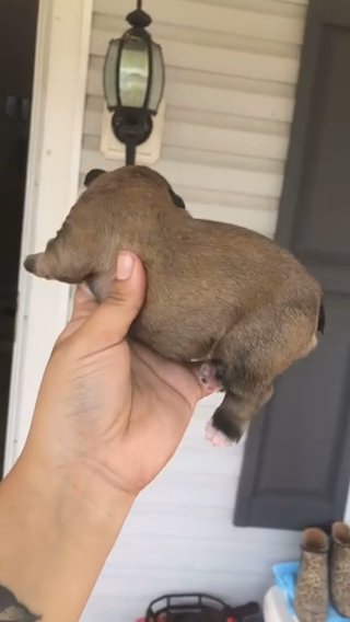 Fawn Male in Lexington-Fayette, Kentucky