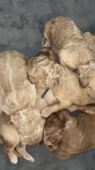 F2B Goldendoodles Puppies in Lehigh Acres, Florida