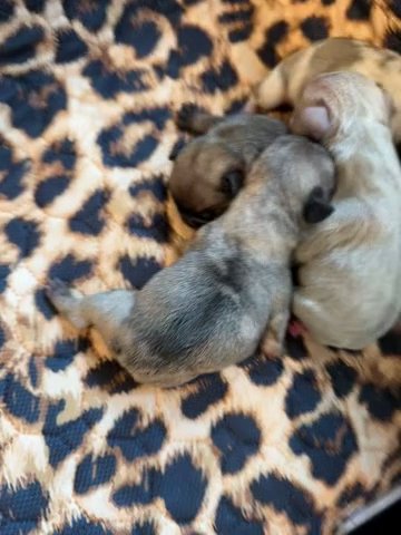 Akc French Bulldogs in Indianapolis, Indiana
