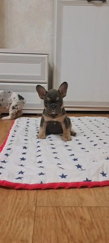 French Bulldog Puppy in Cocoa, Florida