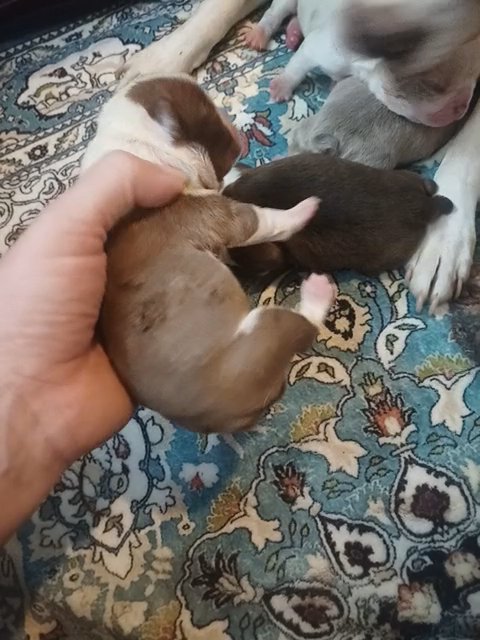 Chocolate Boston Terrier in Anniston, Alabama