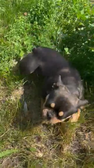Akc Black And Tan Female Carries Blue Coco in Indianapolis, Indiana