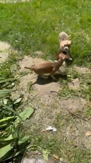Pups in Urbana, Ohio