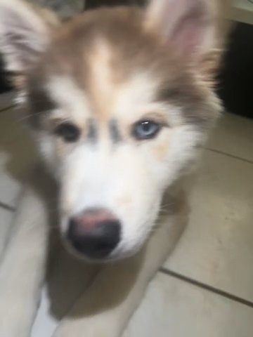 Husky in Miramar, Florida