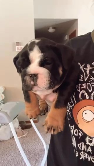English Bulldog in Seattle, Washington