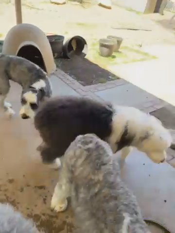 Old English Sheepdog in Los Angeles, California