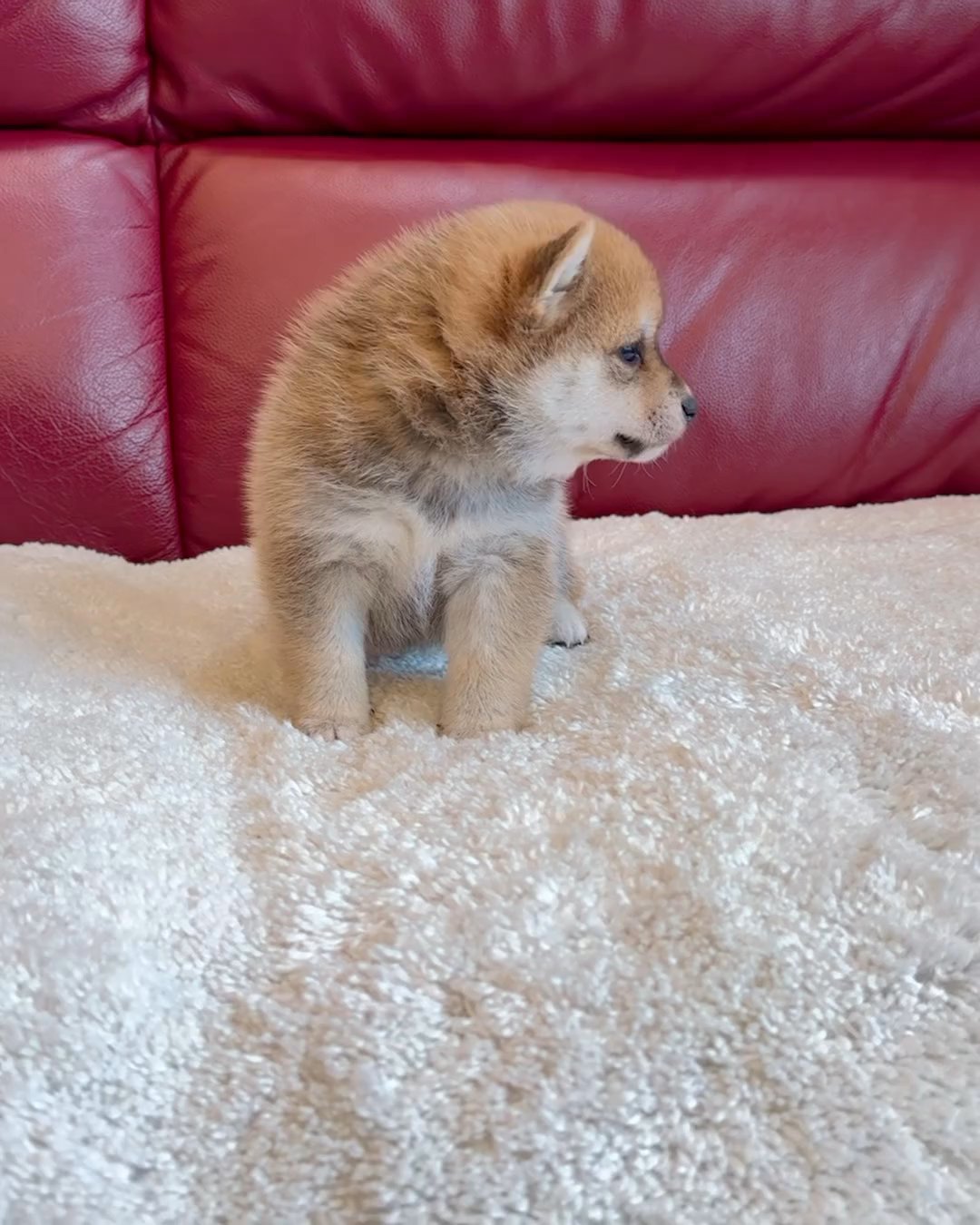 adorable Shiba Inu in Washington, District of Columbia