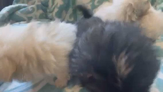 Pekingese in Greensboro, North Carolina