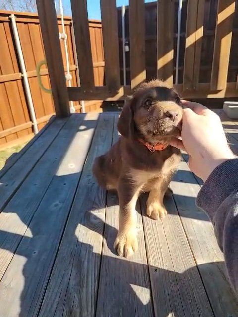 Milk Chocolate Labradoodle Puppy in Wylie, Texas