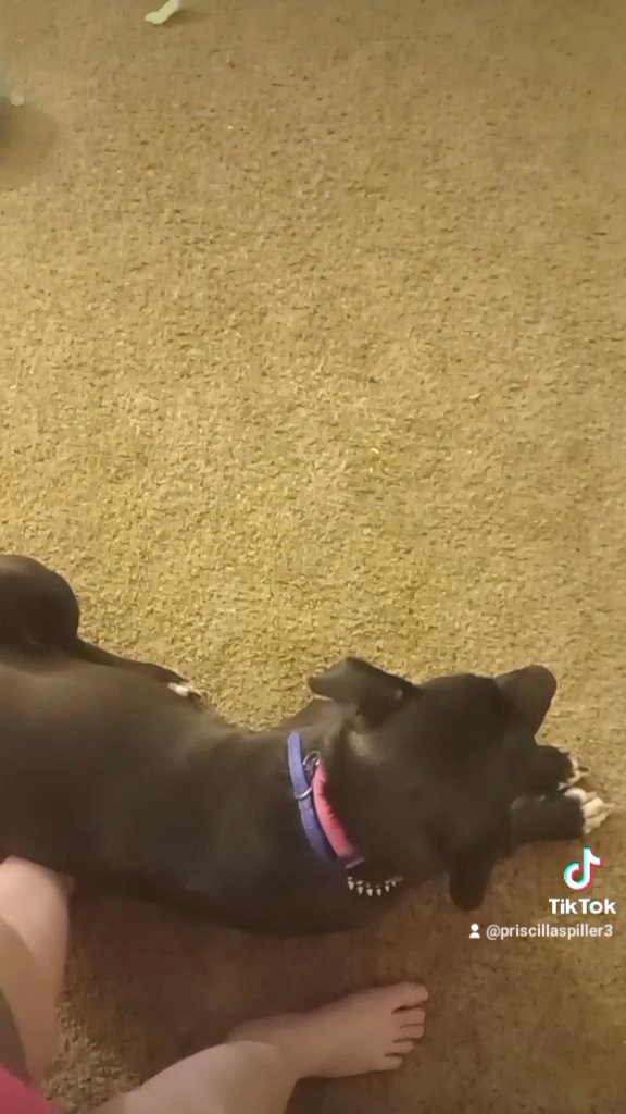 puppy rehoming in San Angelo, Texas
