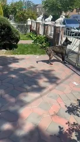 Dutch Shepherd X Belgium Malinois in Brooklyn, New York