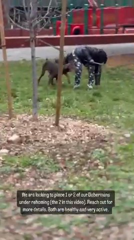 European Doberman in Brooklyn, New York