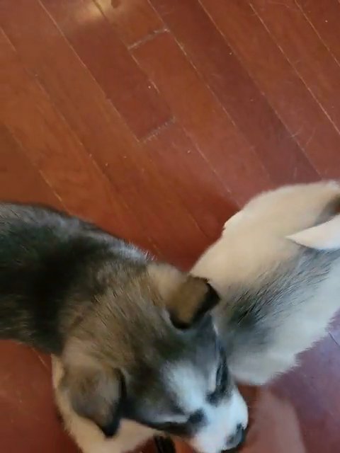 Huskies puppies in Redan, Georgia