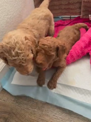 Goldendoodle Female in Avon, Ohio
