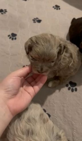 Toy Puppies in Gadsden, Alabama