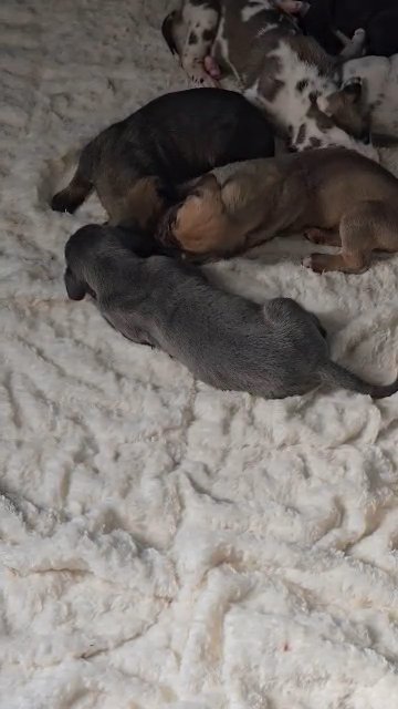 great dane puppies in North Lauderdale, Florida