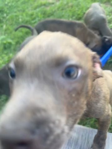 Blue Bully Puppies in Baltimore, Maryland
